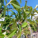 Vavrínovec lekársky (Prunus laurocerasus) ´NOVITA´ - výška 270-290 cm, obvod kmeňa 6/8 cm, kont. C20L/ C30L  (-21°C) NA KMIENKU